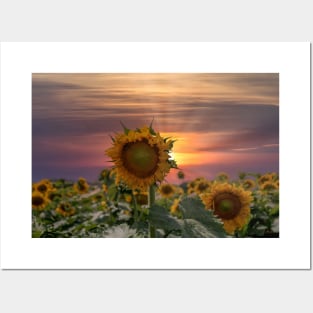 Breathtaking sunset over a sunflower field Posters and Art